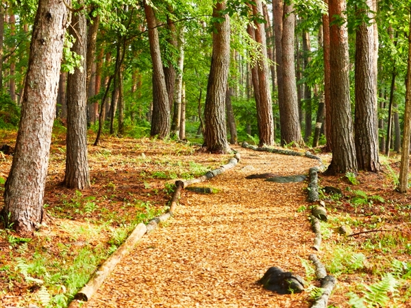 森の遊歩道で愛犬とお散歩
