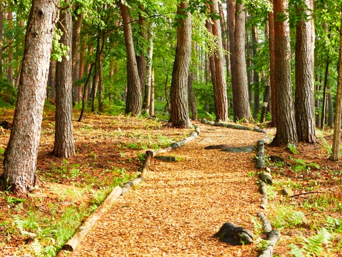 森の遊歩道で愛犬とお散歩