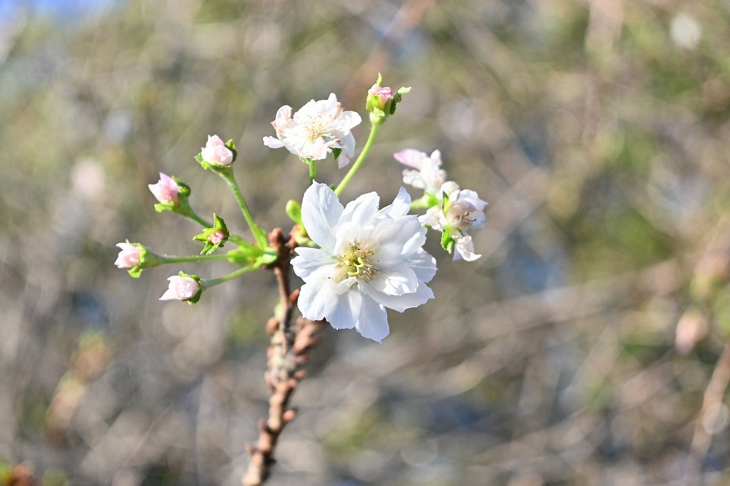 飛鳥山公園に「十月桜」咲く