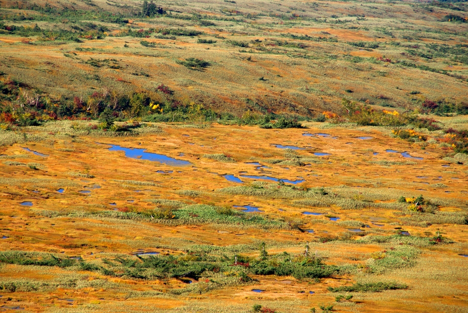 弥陀ヶ原の池塘(ちとう)