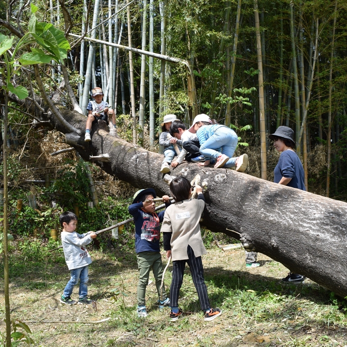 大きな木の収穫体験と川あそび