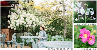 ROKKO森の音ミュージアム SIKIガーデンEarly Summer Season“Concerto”