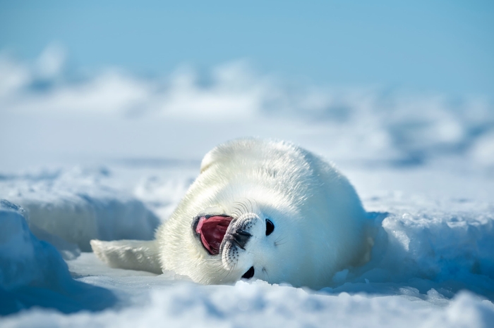 タテゴトアザラシの仔/セントローレンス湾・カナダ (C)Junji Takasago