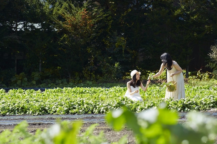 【星のや軽井沢】野菜畑ショートトリップイメージ