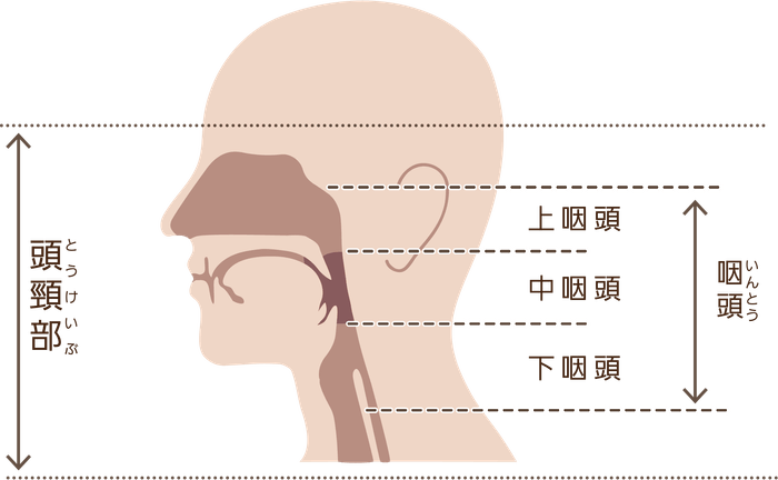 頭頸部と中咽頭