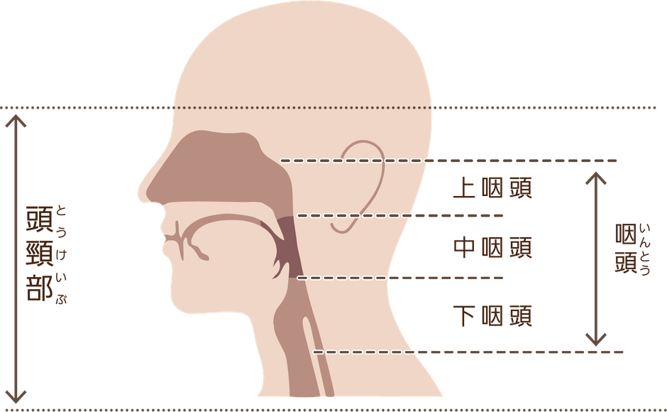 頭頸部と中咽頭