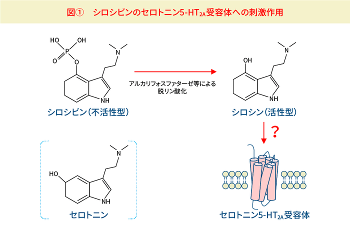 シロシビンは体内で代謝されてシロシンとなり、血液脳関門を通過して脳内へ入り込み、セロトニン5-HT2A受容体を刺激する。シロシンの分子構造はセロトニンと似ていることが分かる。