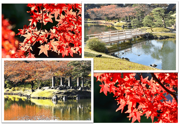 色鮮やかな紅葉の園内（昨年11～12月の様子）