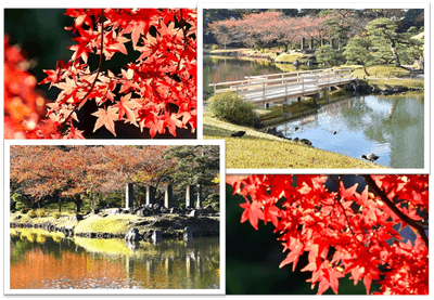 色鮮やかな紅葉の園内（昨年11～12月の様子）