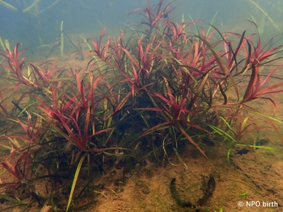 都立公園で東京都絶滅種「ヤナギスブタ」の復活を確認　 ～狭山丘陵パートナーズによる湿地再生プロジェクト～