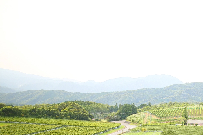 広大なぶどう畑