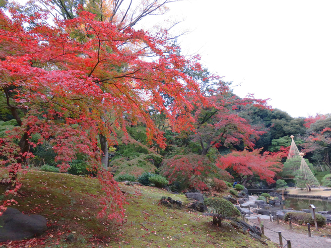 園内の紅葉の様子（11月20日撮影）