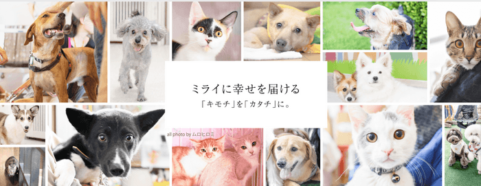 すべて保護された犬猫たち