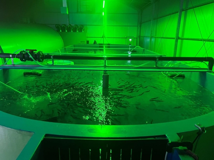 ベニザケが育つ20㌧水槽の全景