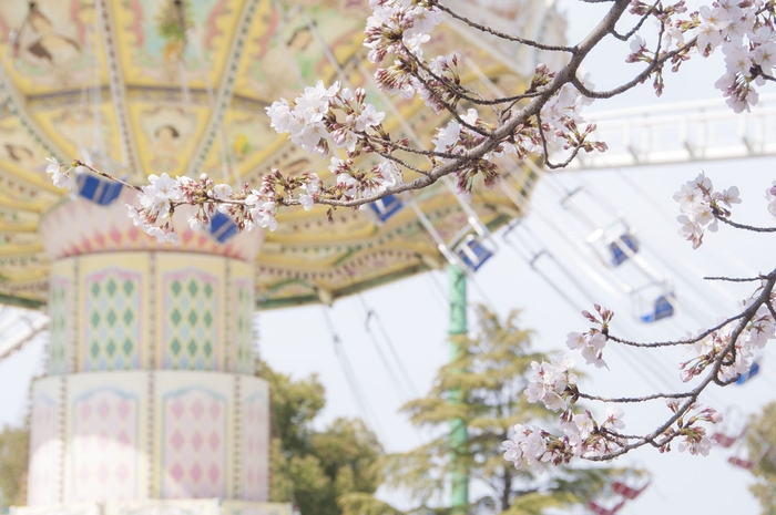 ウェーブスインガーと桜