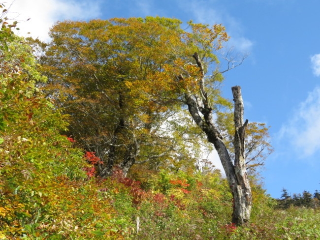 山頂駅付近の紅葉