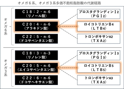 オメガ6系、オメガ3系多価不飽和脂肪酸の代謝経路