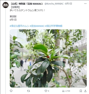 絶賛開催中！ 国立科学博物館 特別展「昆虫 MANIAC」 スマホで昆虫採集！！ “身近な都市のムシ”の写真をSNSで募集中！