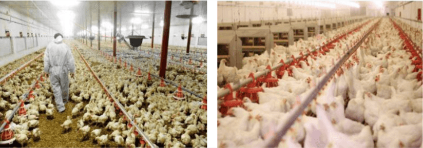 (4)養鶏場等での鳥インフルエンザ防止