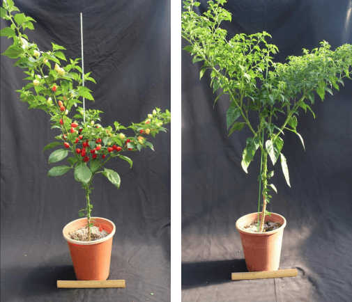 トウガラシ交雑集団に現れた高温下で着果する系統(左)と着果しない系統(右)