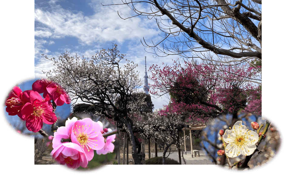 梅開花期の園内(昨年度の様子)