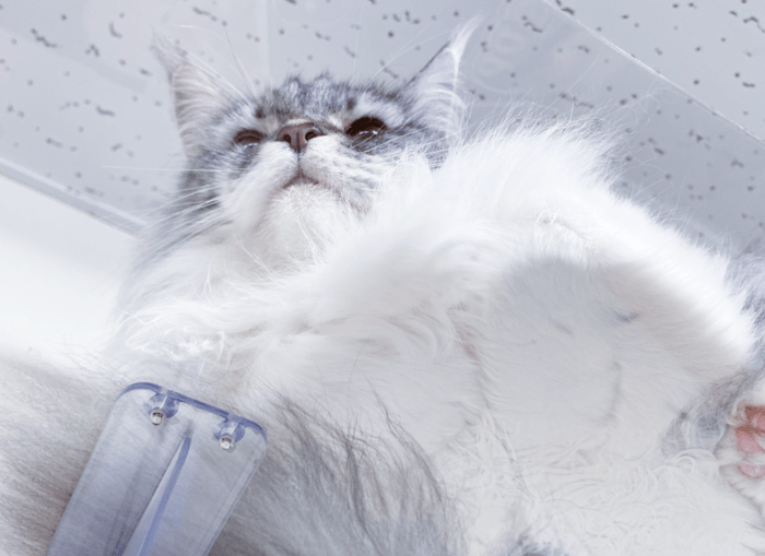 キャットステップ もふもふ