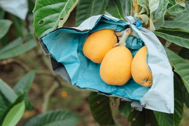 今が旬！淡路島の特産品”びわ”や 新鮮な野菜が詰まった「父の日限定ギフト」を販売！