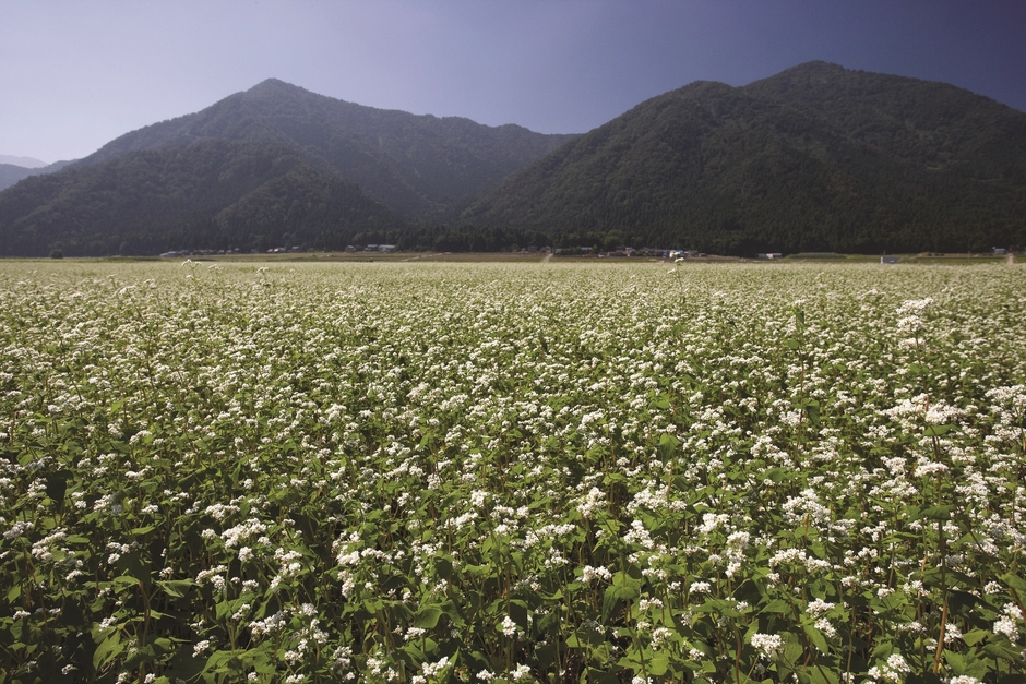 そば畑(池田町)