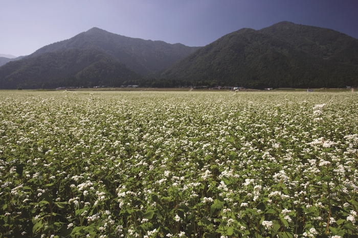 そば畑(池田町)