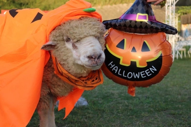 淡路島 のじまスコーラでハロウィンイベントを開催！ ～仮装した動物との写真撮影や、ハロウィン限定メニューが楽しめる～