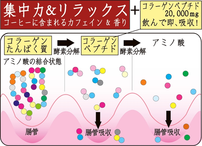 コラーゲンペプチド とは？