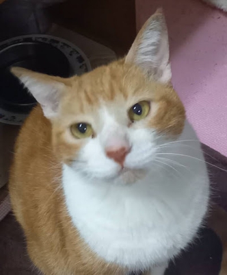 幸せに暮らすロン