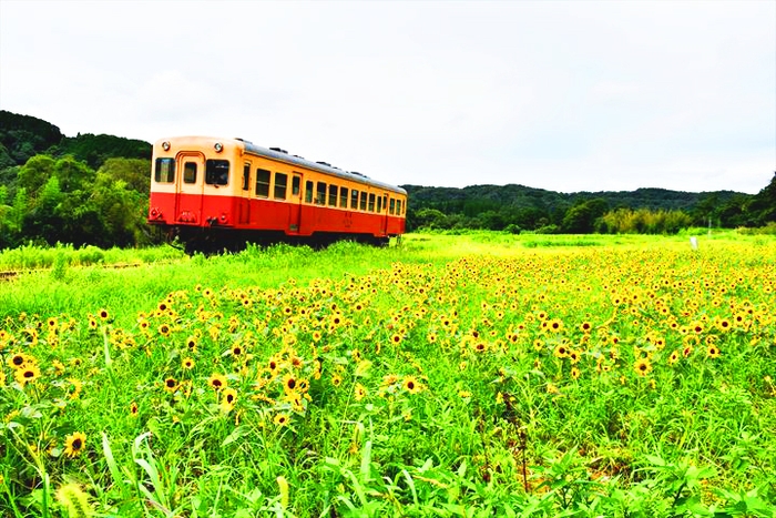 石神菜の花会