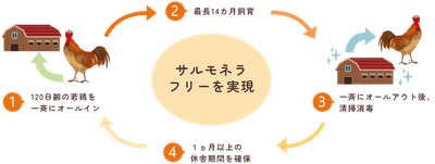 養鶏場では、オールインオールアウト方式により、サルモネラ菌やその他の病原が常在しない環境を保っています