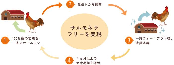 養鶏場では、オールインオールアウト方式により、サルモネラ菌やその他の病原が常在しない環境を保っています