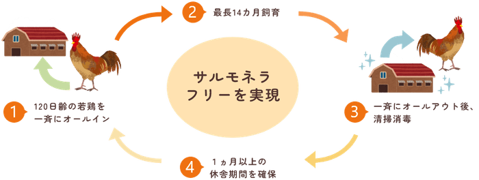 養鶏場では、オールインオールアウト方式により、サルモネラ菌やその他の病原が常在しない環境を保っています