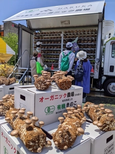 BBQ施設運営会社などに有機JASキクラゲの 収穫体験＆食材活用提案　 5月14日「ロハスフェスタ万博春」ではシイタケの収穫体験を実施