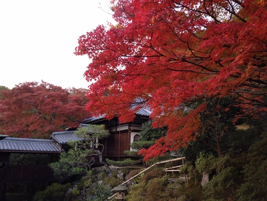 通常非公開・京都「霊鑑寺」秋の特別拝観　 ～庭の緑と紅葉の赤が織りなす美しい庭園と狩野派作の襖絵を公開～