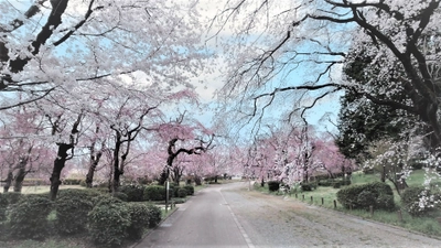 【3月22日一部更新】神代植物公園「さくらまつり」のお知らせ　≪3月25日（土）～4月9日（日）≫