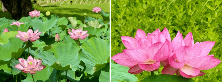 昨年の蓮池の様子