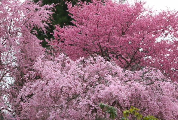 さくらがまもなく満開をむかえる京都洛北『花宝苑』で 4月16日(日)「癒しの歌声コンサート」を開催！