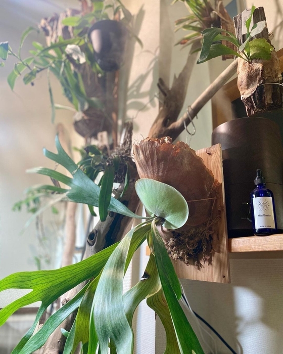 あかだまちゃん様(@nakayamachiyomi)