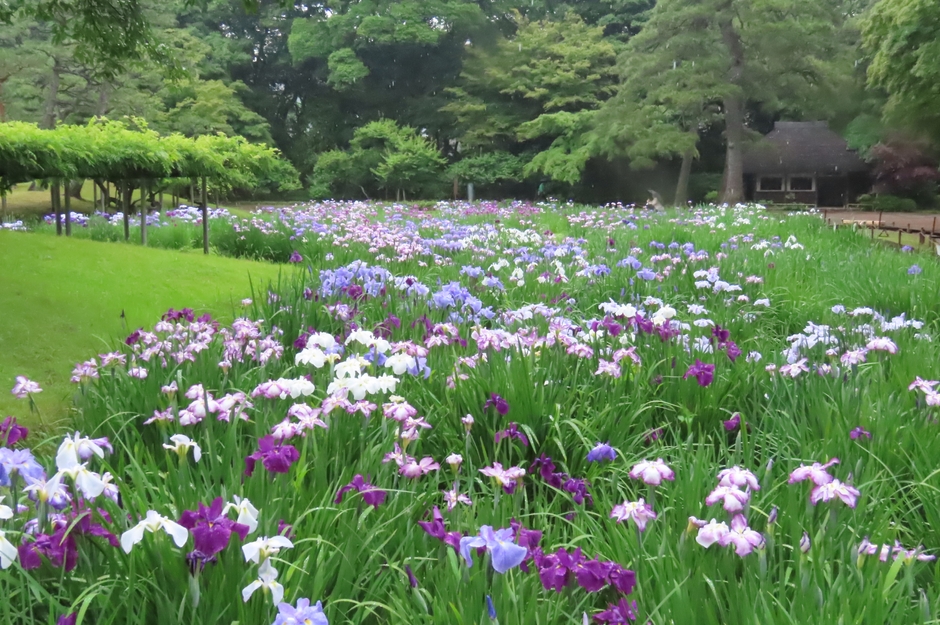 花菖蒲田の様子（6月3日撮影）