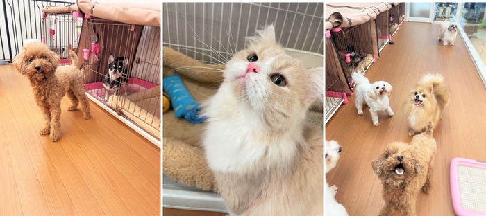 お店で穏やかに過ごすパートナードッグ&キャットの様子