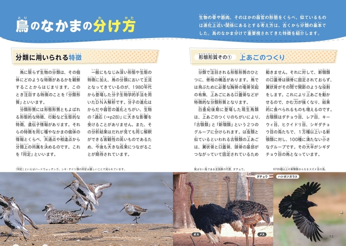 鳥のなかまの分け方