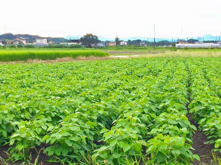 群馬県藤岡市 上州百姓 米達磨(こめだるま)