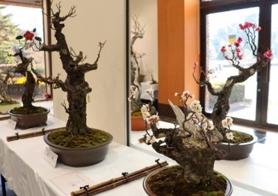 梅と早春の植物展の様子(令和6年撮影)