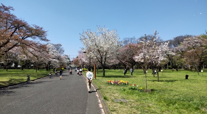 桜の園(過年度の様子)