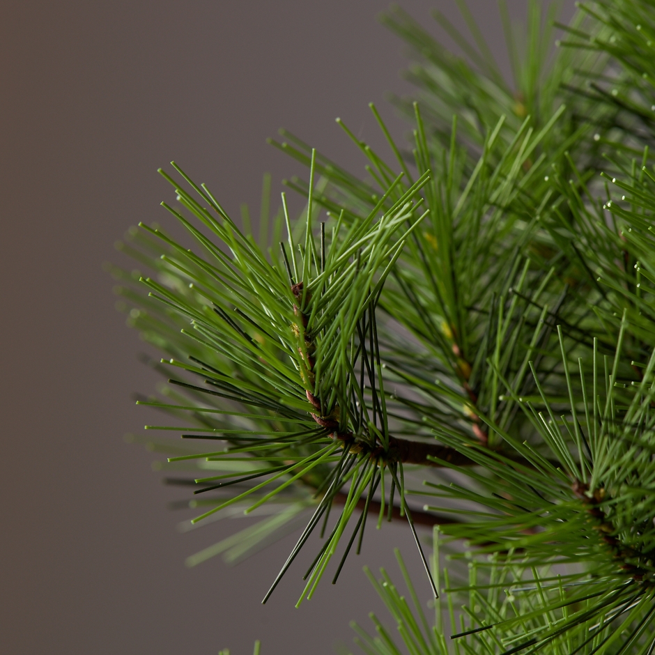 「A-BONSAI(R)Moyogi 信楽焼鉢」枝棚アップ