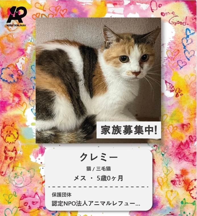 保護猫プロフィール イメージ